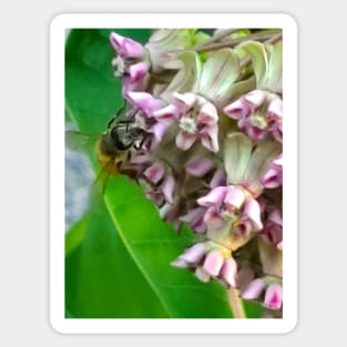 Honeybee On A Milkweed Sticker